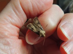 Agrotis puta