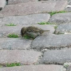 Passer domesticus
