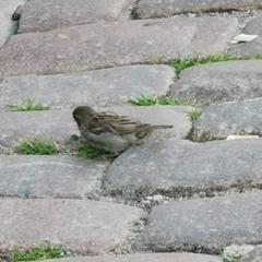 Passer domesticus