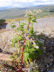 Koenigia alaskana