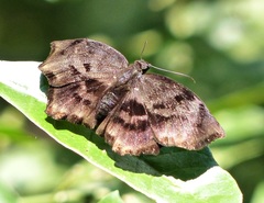 Achlyodes busirus rioja