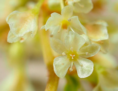 Koenigia alaskana