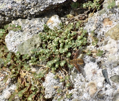 Euphorbia centunculoides