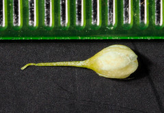 Koenigia alaskana