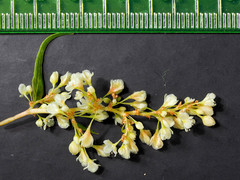 Koenigia alaskana