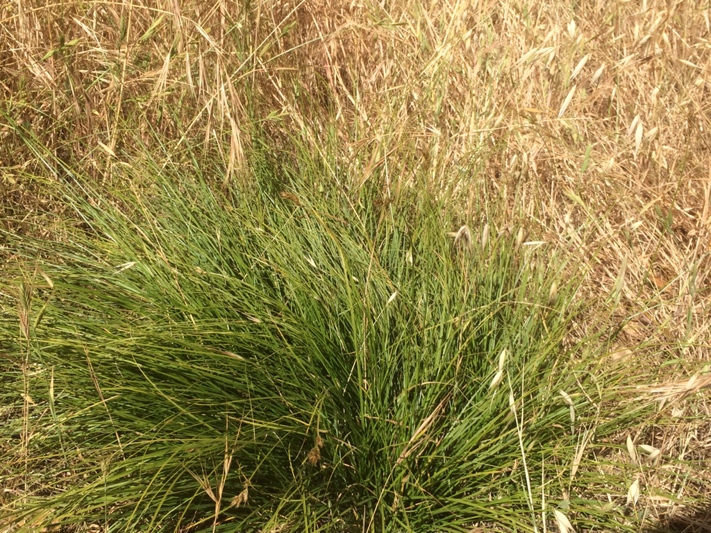 foothill sedge from Knowland Park, Oakland, CA, US on June 1, 2014 at ...