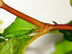 Koenigia alaskana