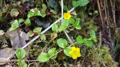 Lysimachia nemorum