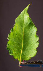 Koenigia alaskana