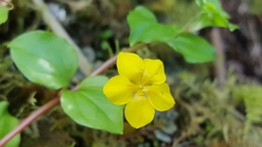Lysimachia nemorum