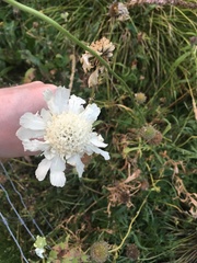 Scabiosa ochroleuca
