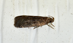 Helcystogramma melantherella