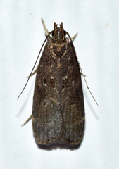 Helcystogramma melantherella