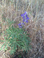 Lupinus formosus