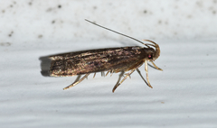Helcystogramma melantherella