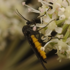 Sciara hemerobioides