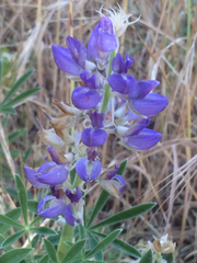 Lupinus formosus