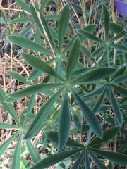 Lupinus formosus