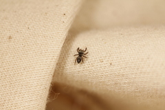 Phidippus insignarius