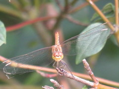 Sympetrum meridionale