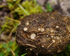 Poronia erici