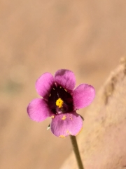 Diascia maculata