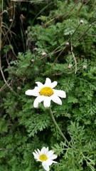 Anthemis punctata cupaniana