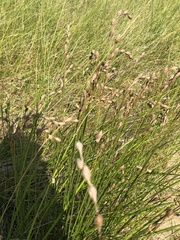 Carex silicea