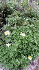 Anthemis punctata cupaniana