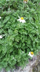Anthemis punctata cupaniana