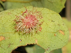 Cynipini