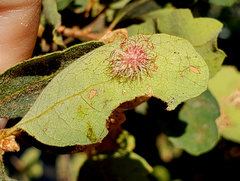 Cynipini