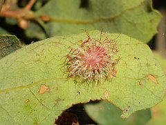 Cynipini