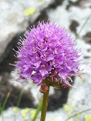 Traunsteinera globosa