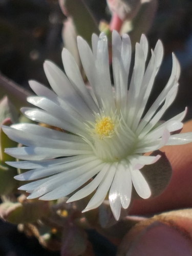 Calitzdorp Sheepfig (Delosperma calitzdorpense)