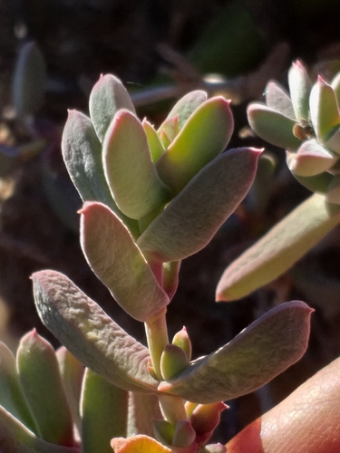Image of Delosperma calitzdorpense by (c) kevin koen, some rights reserved (CC BY-SA)