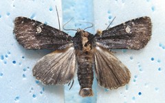 Mesapamea fractilinea