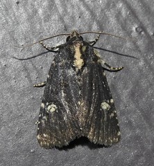 Mesapamea fractilinea