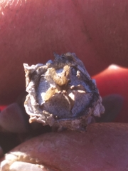 Delosperma calitzdorpense