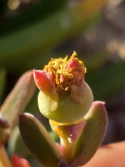 Delosperma calitzdorpense
