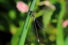 Lestes sponsa