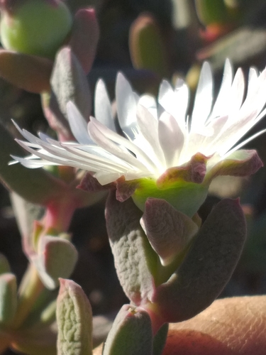 Image of Delosperma calitzdorpense by (c) kevin koen, some rights reserved (CC BY-SA)