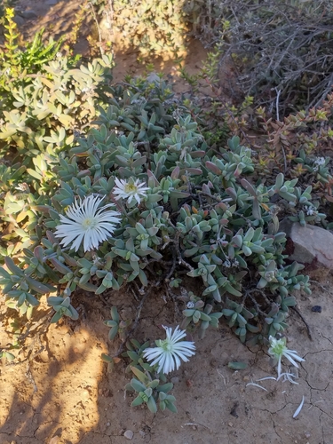 Image of Delosperma calitzdorpense by (c) kevin koen, some rights reserved (CC BY-SA)