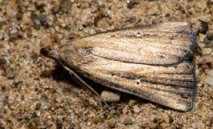 Macrochilo orciferalis