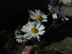 Tripleurospermum inodorum