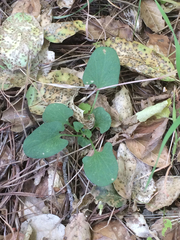 Calystegia subacaulis