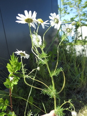 Tripleurospermum inodorum