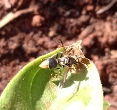 Protonectarina sylveirae