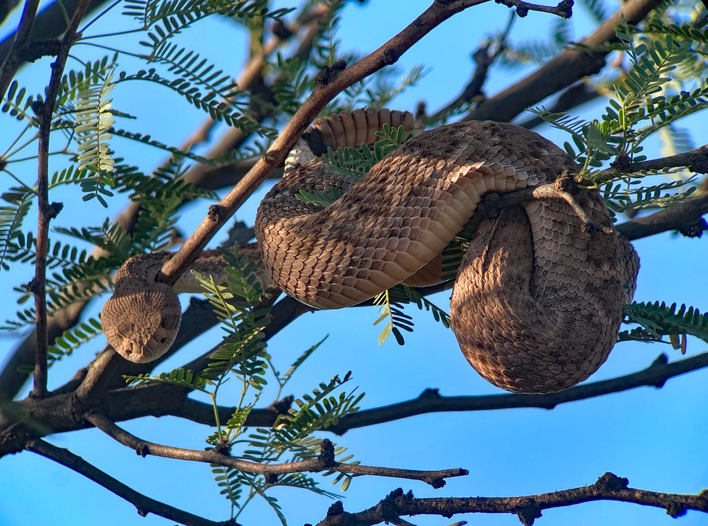 Western Diamondback Rattlesnake (Crotalus atrox) — research-grade photo via iNaturalist