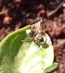 Protonectarina sylveirae